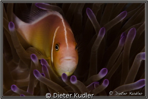 Clown Fish at Yap Caverns by Dieter Kudler 